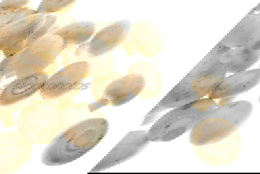 Similar – Image, Stock Photo snail shells