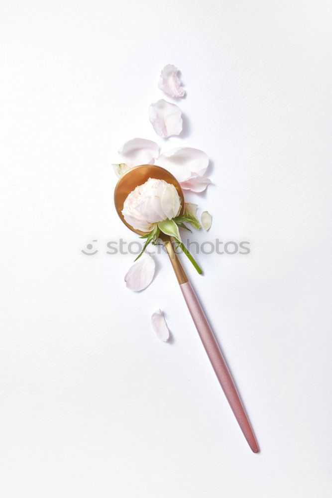 Similar – Image, Stock Photo picked bellis lies on bright neutral background