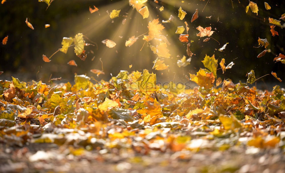 Similar – Image, Stock Photo autumn is okay Nature