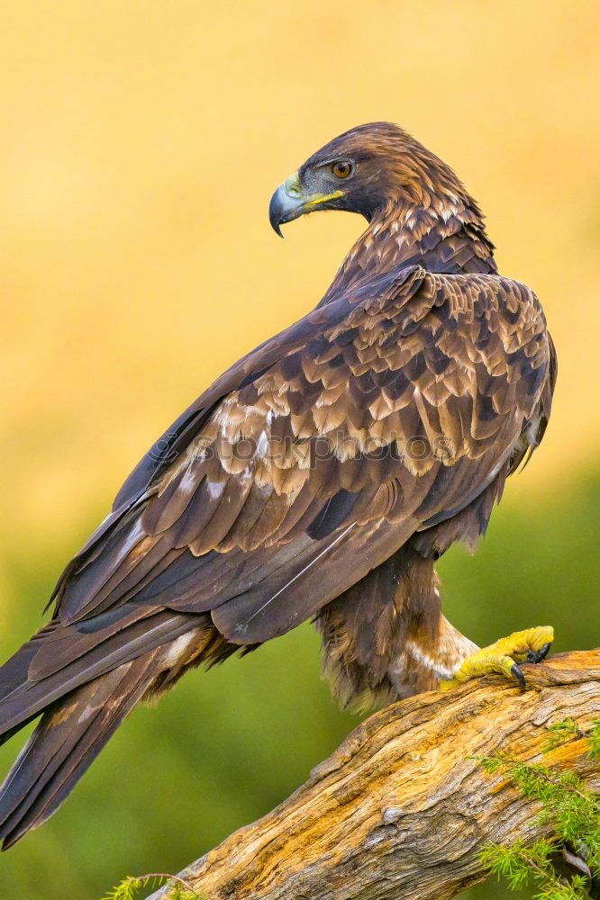 Similar – Image, Stock Photo Common Buzzard Biology