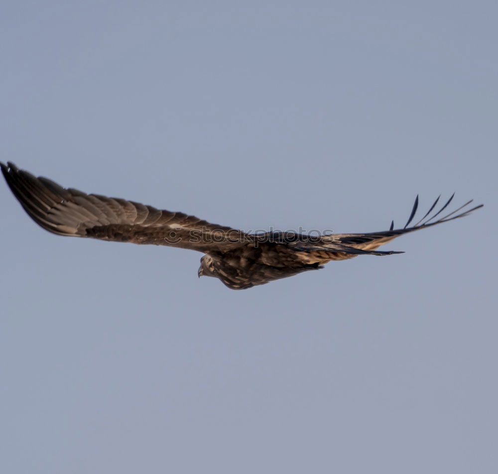 Similar – white-tailed eagle Hunting