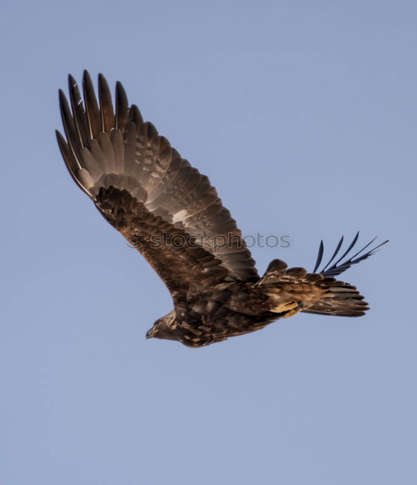 Similar – Bussard Umwelt Natur Luft