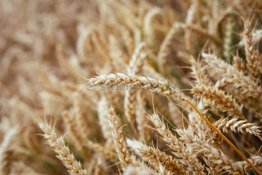 Similar – Weizen Feld Ähren Sommer