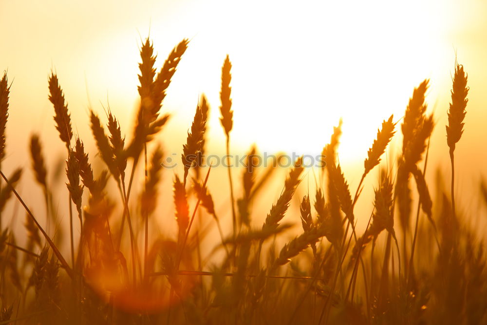 Similar – Fields of Gold Feld Ähren