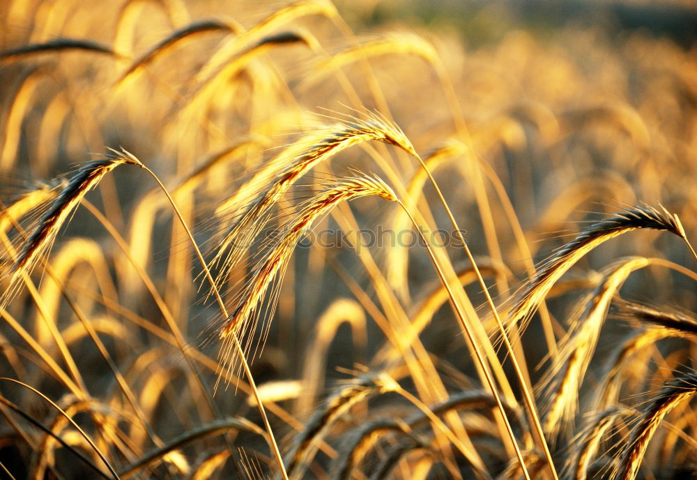 Similar – Image, Stock Photo grass Grass Green Stalk