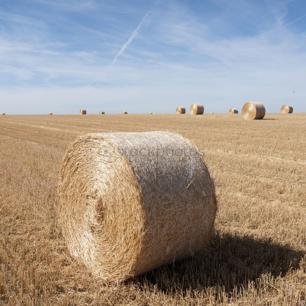 Similar – Girl on hay bales girl