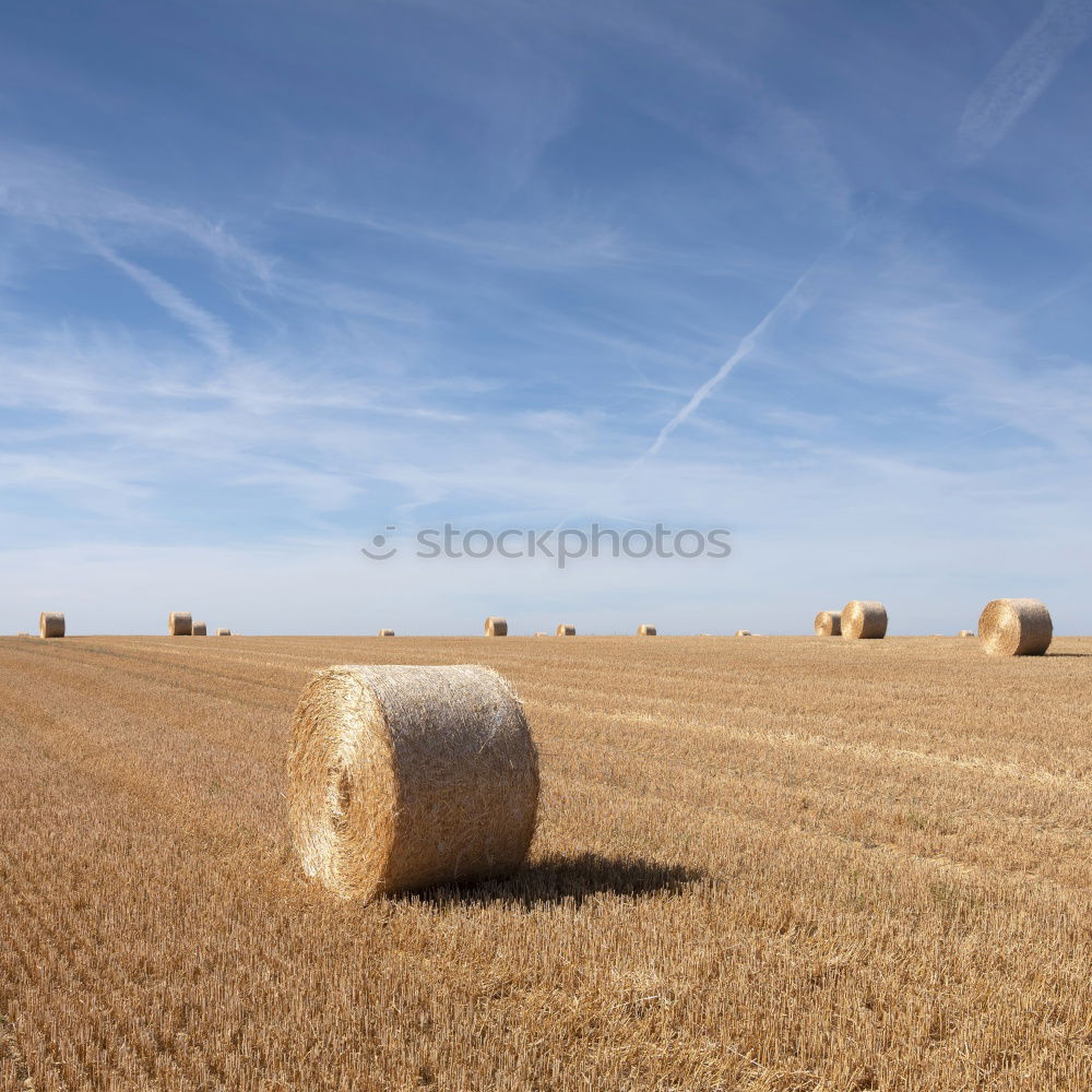 Similar – Girl on hay bales girl