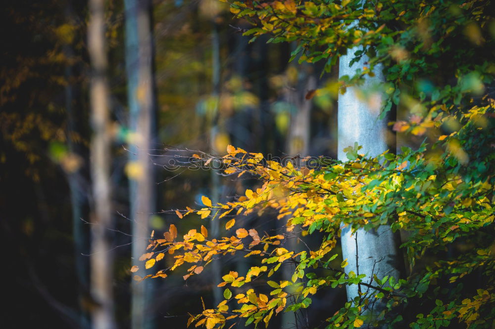 Similar – Image, Stock Photo #A# Autumn trip 1