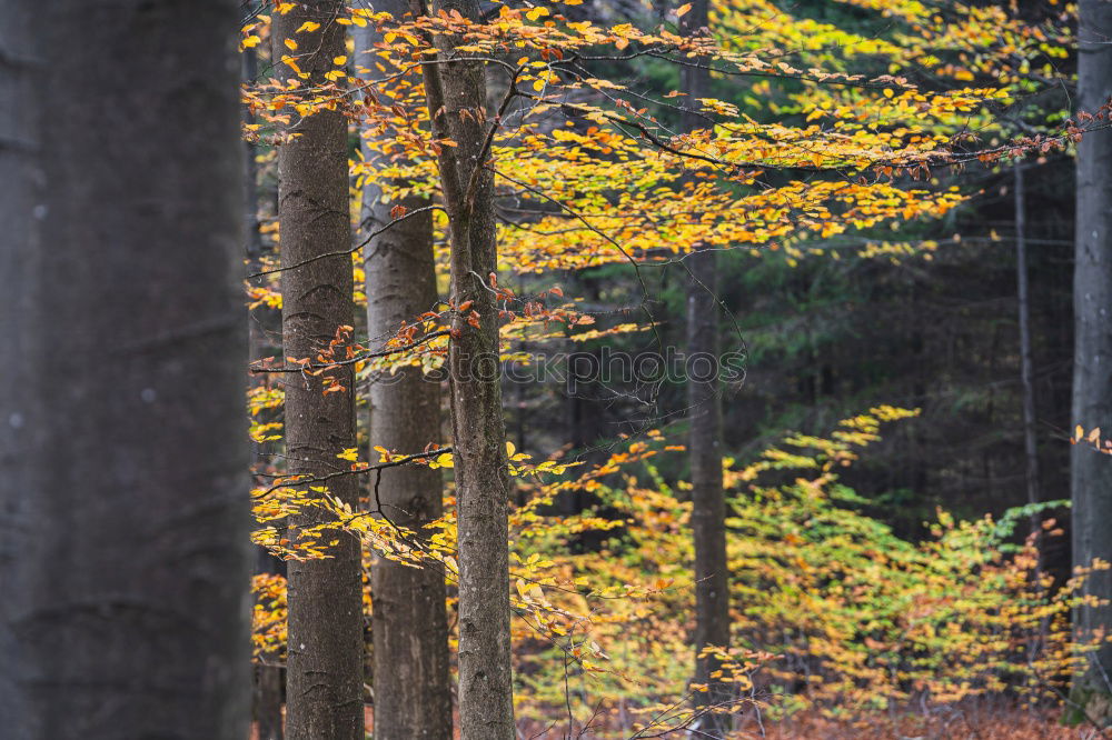 Similar – Image, Stock Photo autumn tunnel Senses