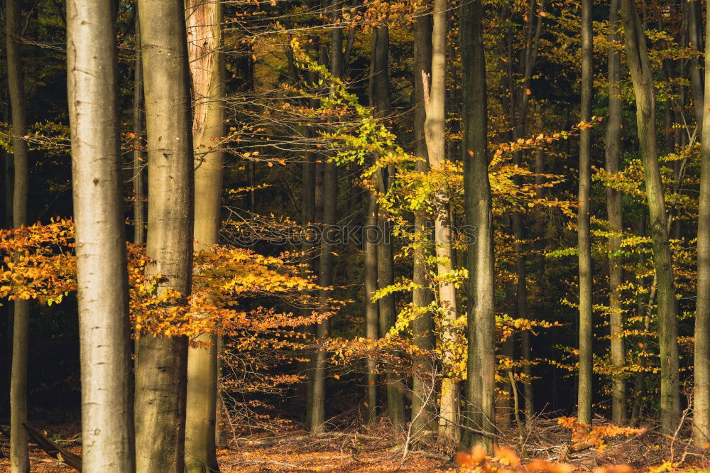 Similar – Image, Stock Photo autumn tunnel Senses