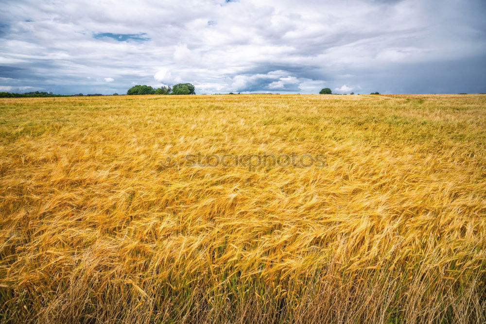 Similar – Foto Bild Weites Kornfeld himmelblau