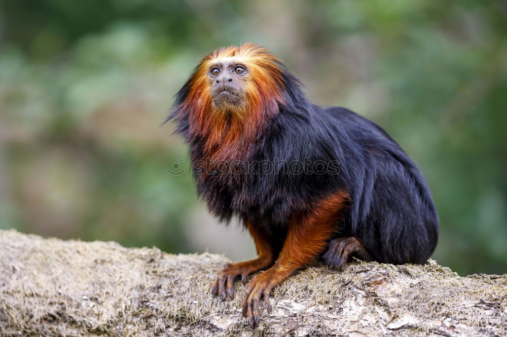 Similar – Image, Stock Photo Lion Monkey Monkeys Small