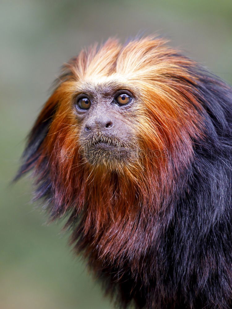 Similar – Image, Stock Photo Lion Monkey Monkeys Small