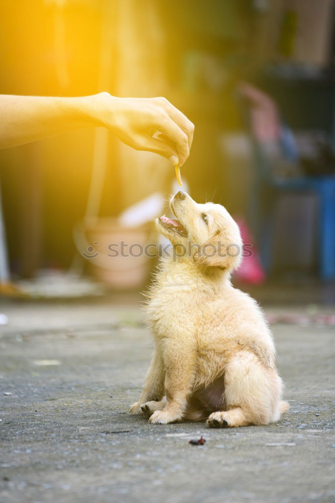 Similar – Image, Stock Photo A handful of sugar Girl