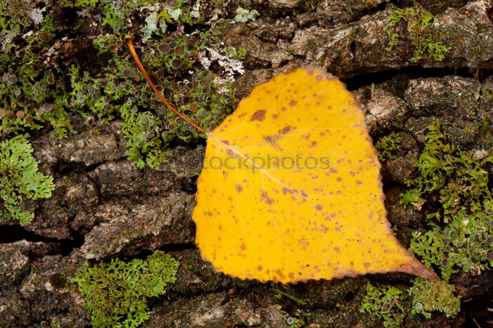 Similar – Image, Stock Photo REST Environment Nature