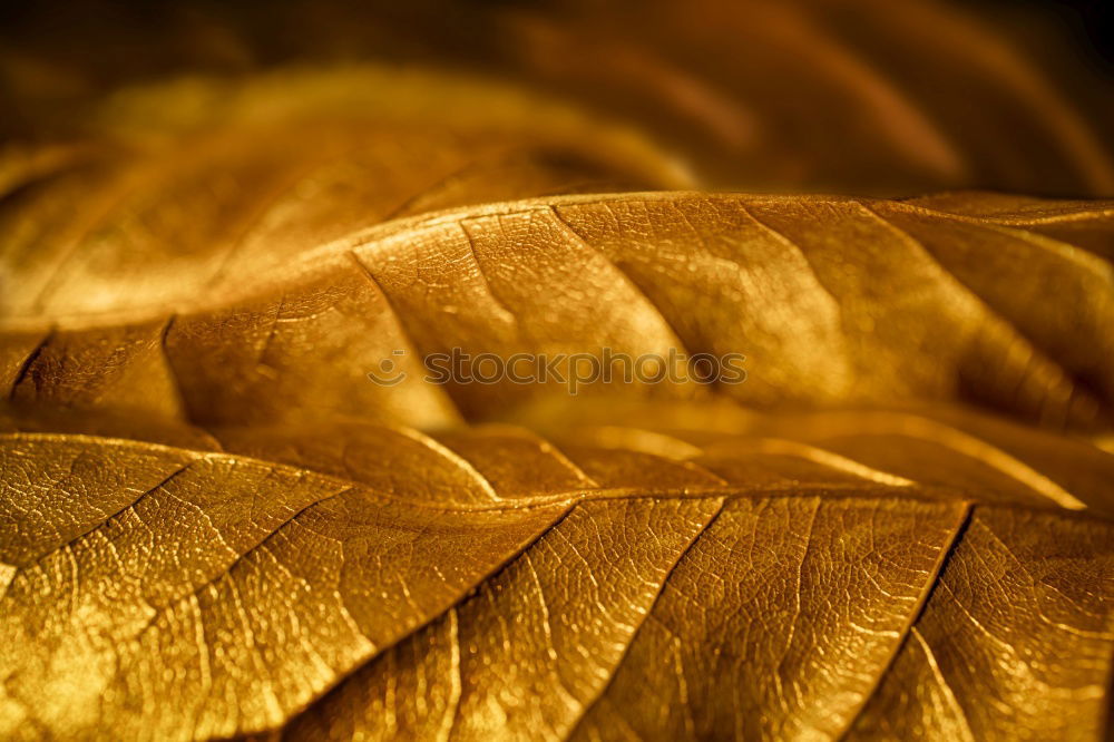 Similar – Image, Stock Photo Labyrinth of courgettes 1