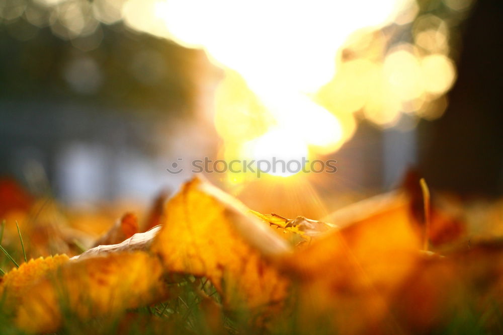 Similar – Image, Stock Photo autumn is okay Nature