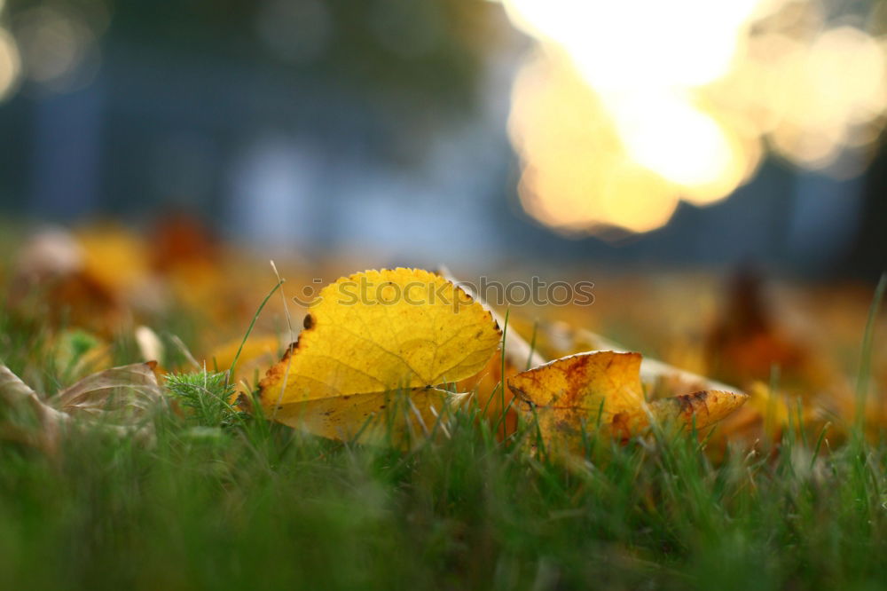 Similar – Image, Stock Photo autumnal Environment