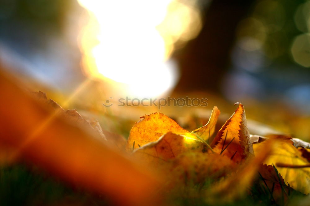 Similar – Image, Stock Photo Leaf in autumn sun Nature