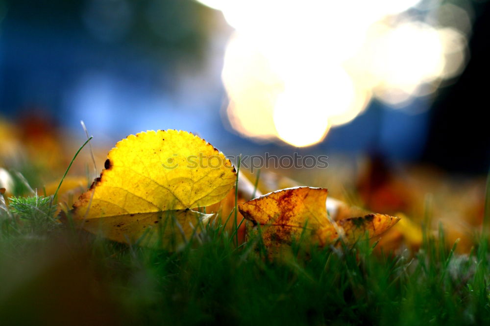 Similar – Image, Stock Photo it harbstet very much Leaf