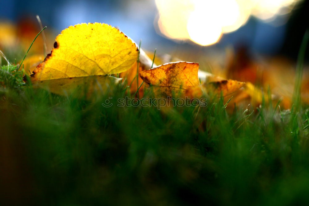 Similar – Image, Stock Photo foliage Leaf Meadow Grass