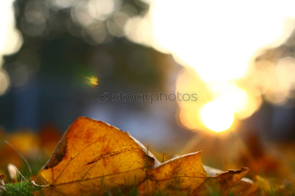 Similar – Image, Stock Photo autumn is okay Nature