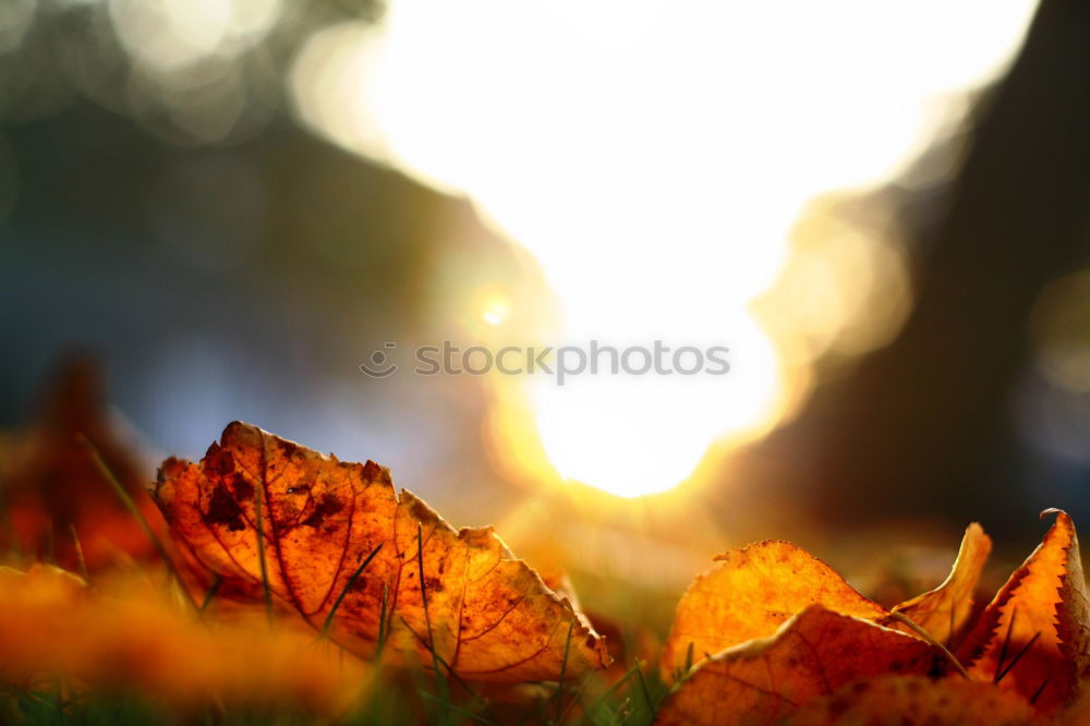 Similar – Image, Stock Photo sun salutation Nature