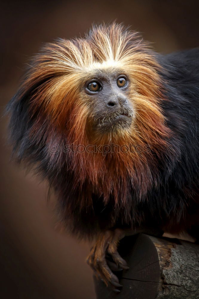 Similar – Image, Stock Photo Lion Monkey Monkeys Small