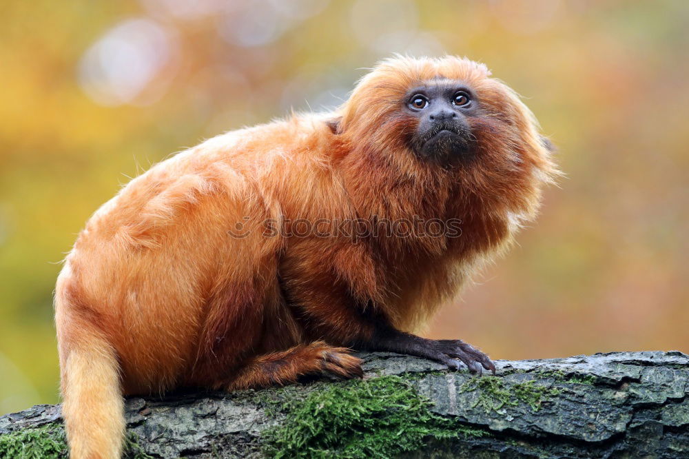 Similar – Image, Stock Photo Lion Monkey Monkeys Small