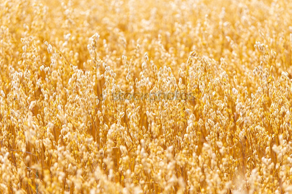 Similar – Image, Stock Photo sound mark Education