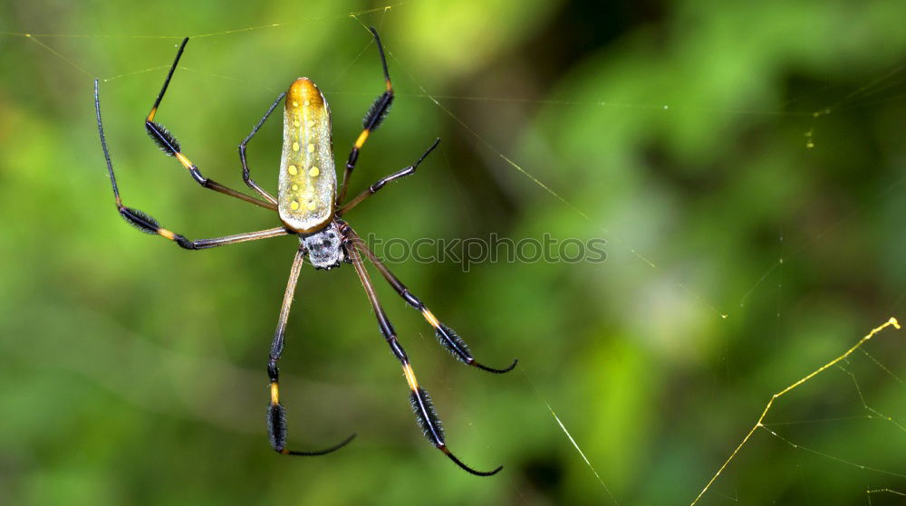 Similar – Image, Stock Photo wasp spider Plant Animal