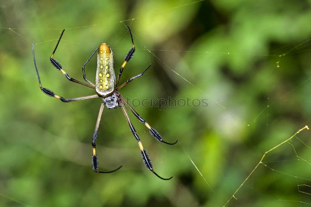 Similar – Image, Stock Photo wasp spider Plant Animal