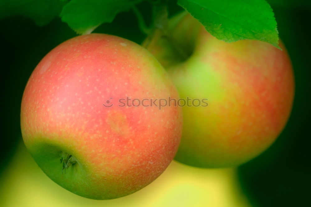 Similar – Image, Stock Photo Apple on tree Apple tree