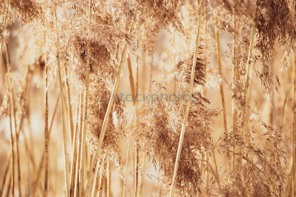 beach plants Shadow Beach