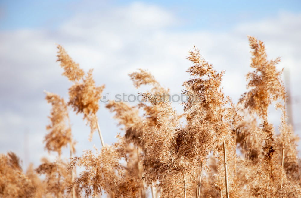 Similar – Image, Stock Photo Land and cereals Silo