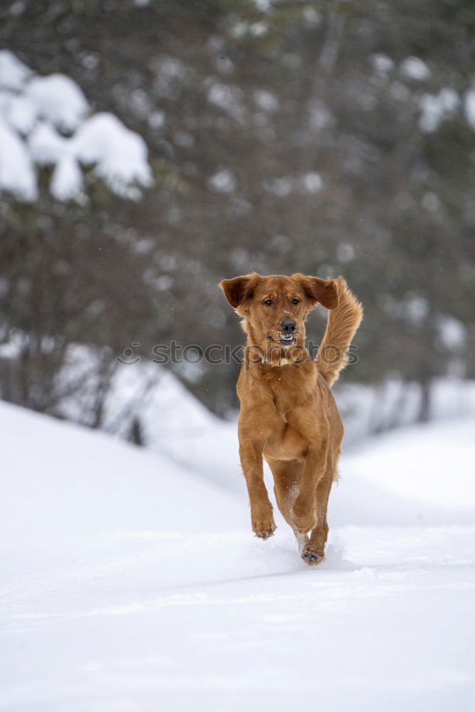 Similar – snow hare Nature Winter