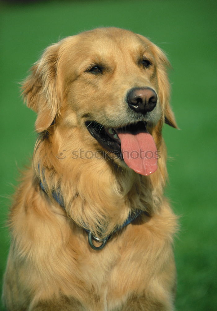 Similar – Image, Stock Photo Dog look in the air Animal