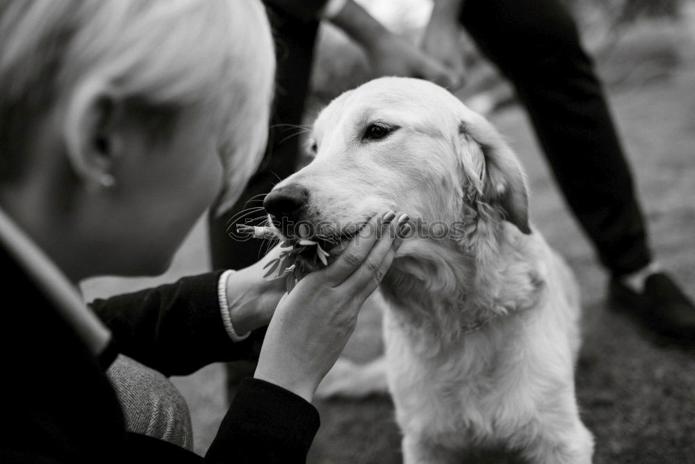 Similar – Foto Bild hey du Hund klein Kind