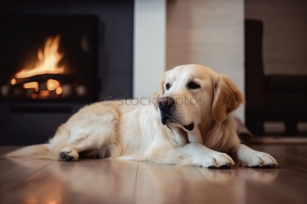 Similar – Foto Bild Weibliche Füße und süßer Hund im Kamin vor dem Kamin