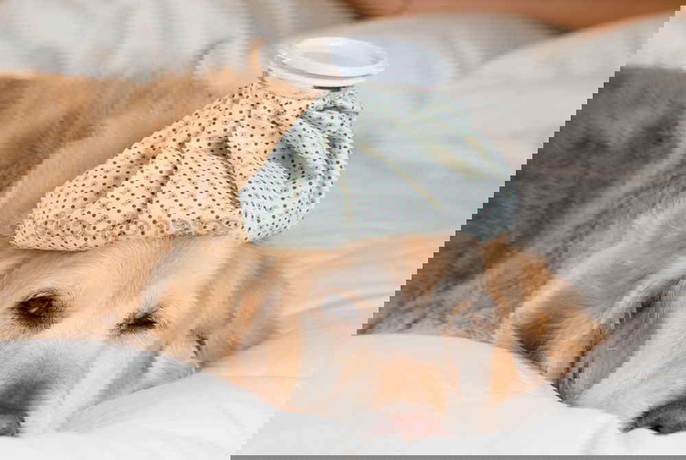 Similar – Image, Stock Photo Small dog with cucumber slices on his face