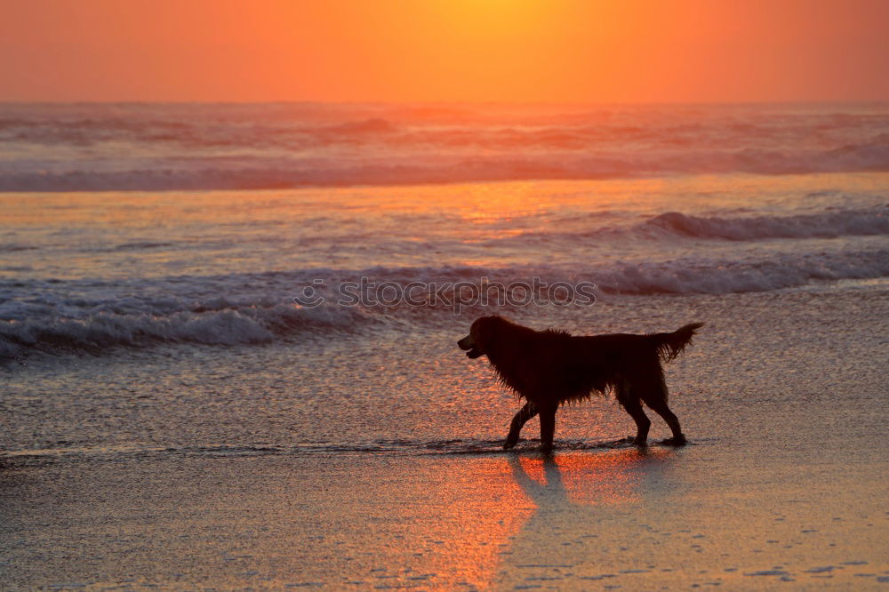 Similar – Hund am Strand Meer