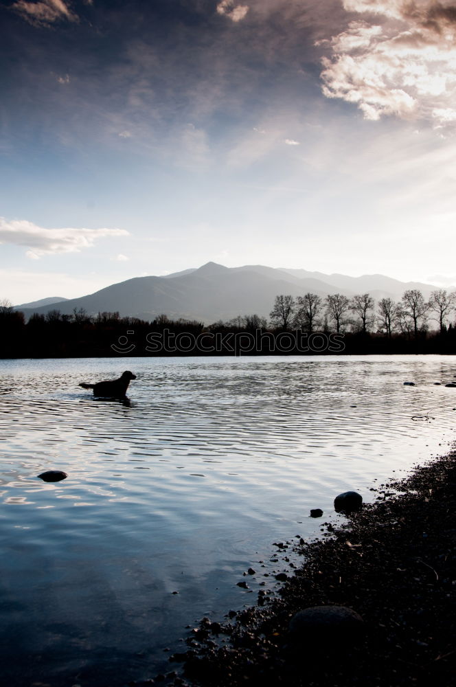 Similar – black tree Tree Lake