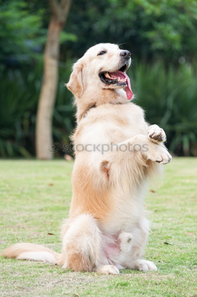 Similar – Image, Stock Photo Come on! Animal Pet Dog