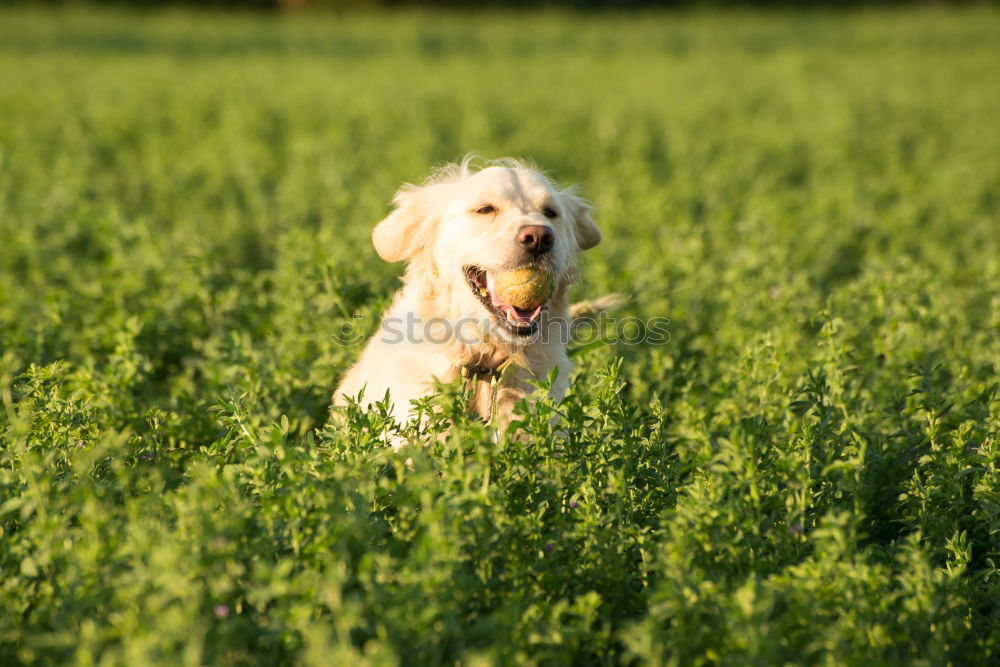 Similar – Golden retriever smiling at camera