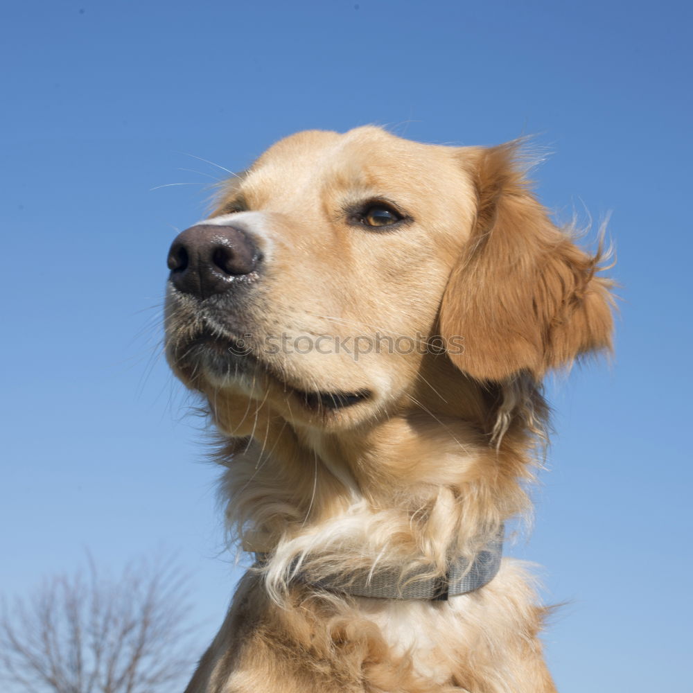 Similar – Image, Stock Photo beagle portrait Friendship