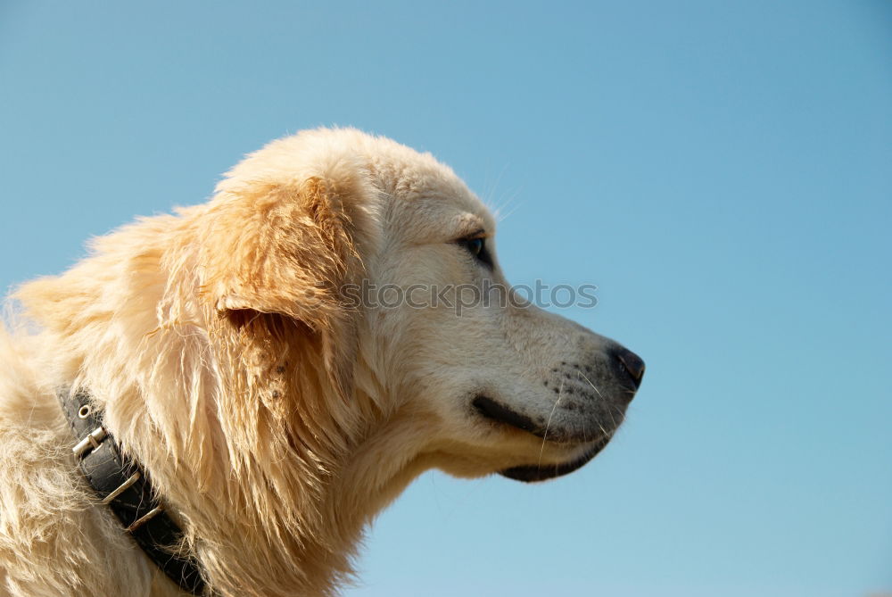 Similar – Image, Stock Photo Ears in the storm Dog Pelt