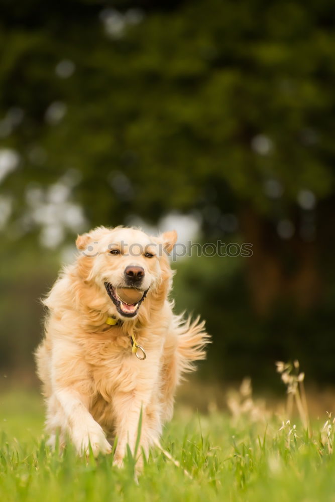 Similar – Dog with shoe fetish