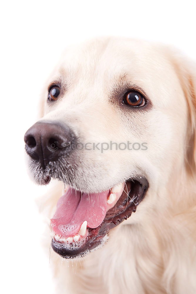 Similar – Image, Stock Photo portrait outdoors of a cute happy small dog