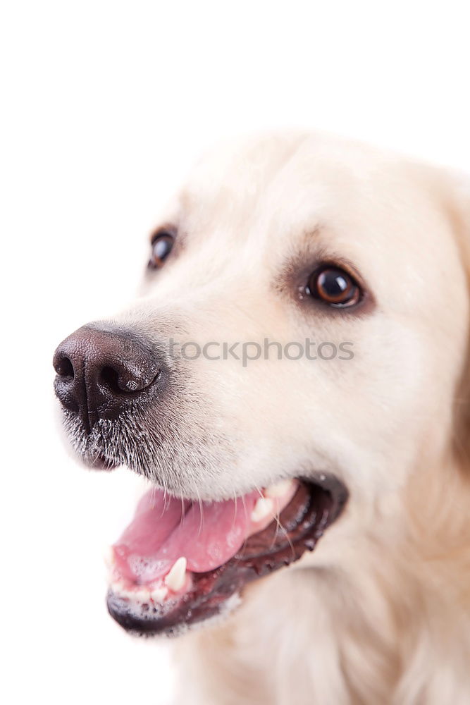 Similar – Image, Stock Photo portrait outdoors of a cute happy small dog