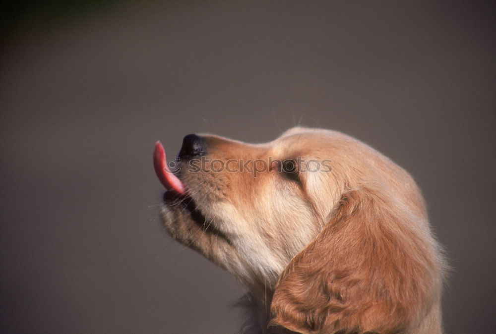 Similar – Ein Stück Hund II Gras